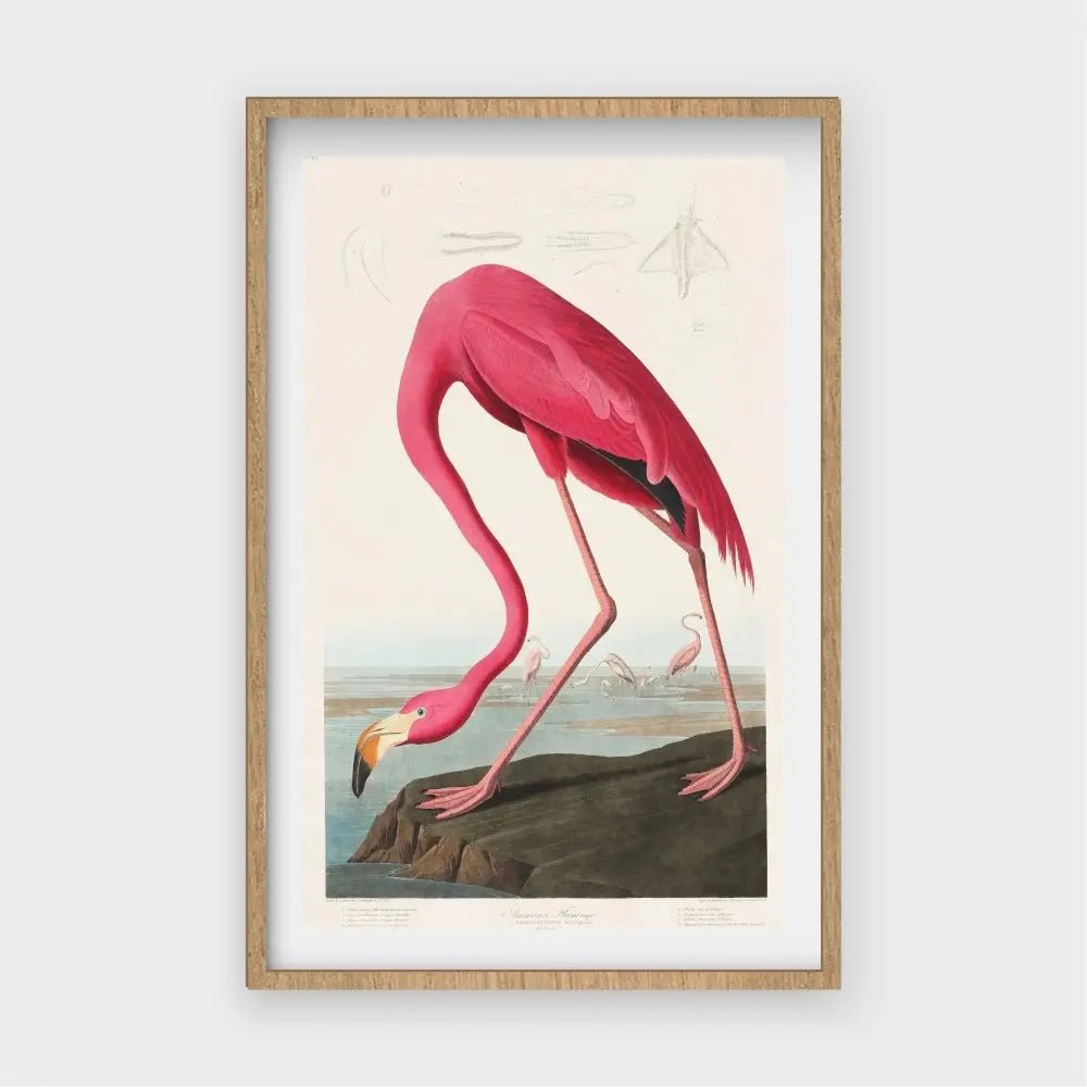 American FlamingoJasmine Arts