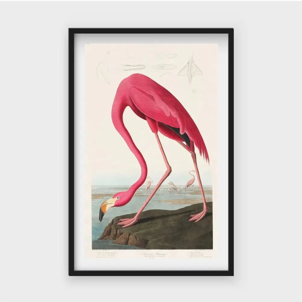 American FlamingoJasmine Arts